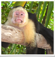 White-Faced Monkey - Relaxing White-Faced Monkey - Relaxing